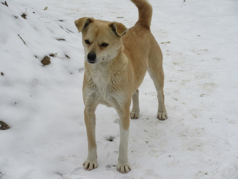 雪地狗狗