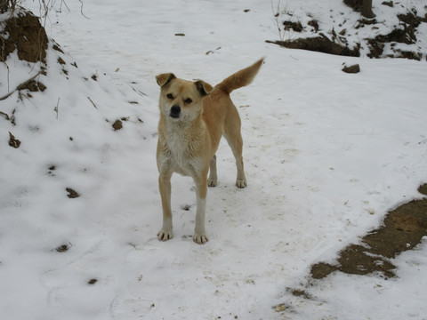 雪地狗狗