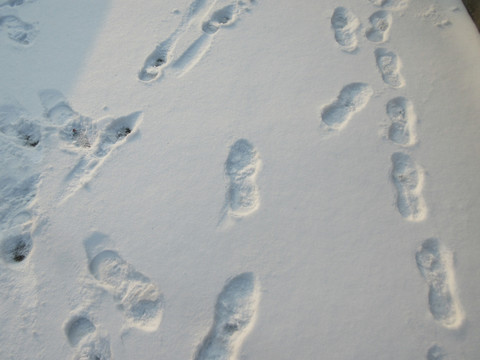 雪地脚印