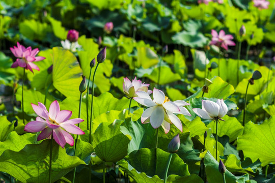 荷花池