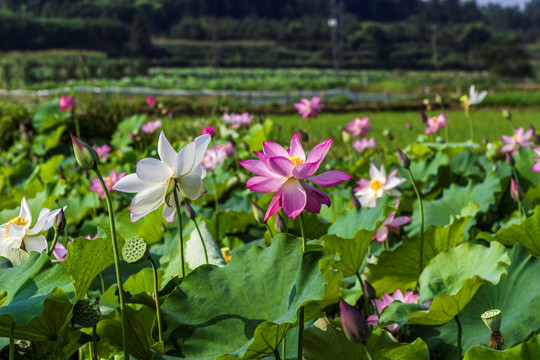 莲花