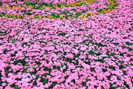 花墙花海