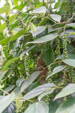 海南热带胡椒种植基地