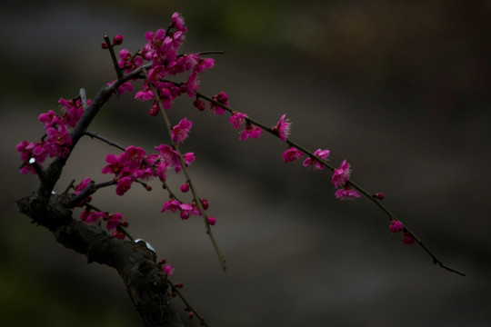 梅花贺岁