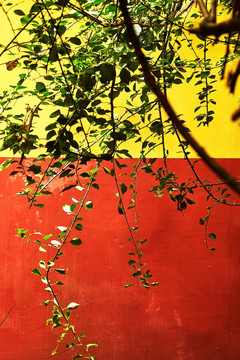 红墙与黄墙前稀疏的植物