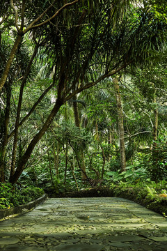 热带雨林中的石板路