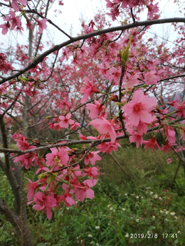 樱花