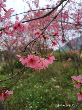 樱花