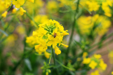 油菜花