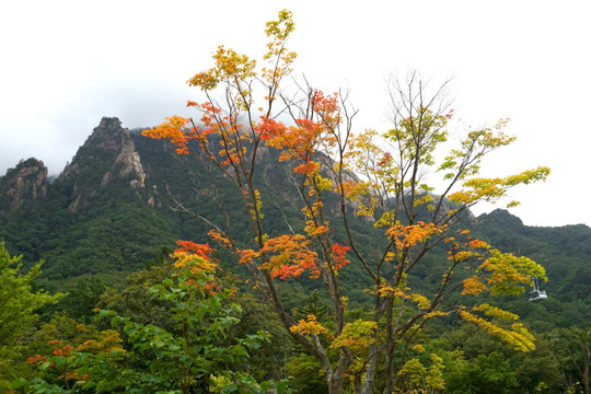 韩国雪岳山秋色