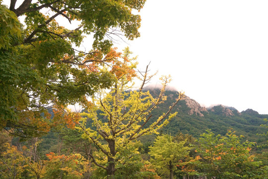 韩国雪岳山秋色