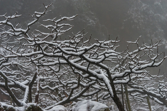 雪在梢