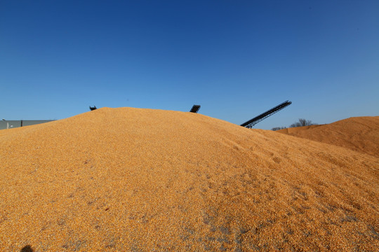 玉米粮食粮仓苞米玉米堆