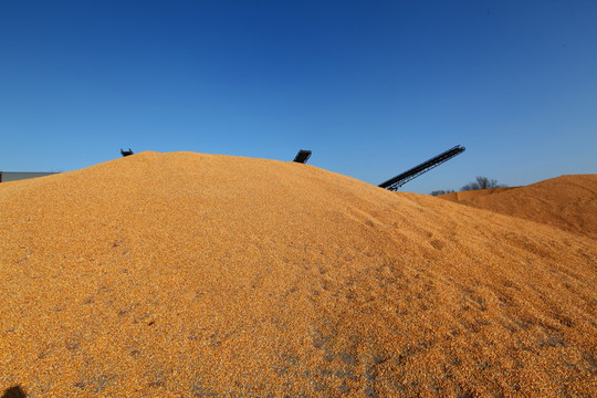 玉米粮食粮仓苞米玉米堆