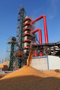 玉米粮食粮仓苞米
