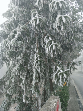 雪中松柏