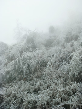 雪中树林