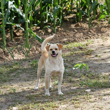 农村土狗中华田园犬