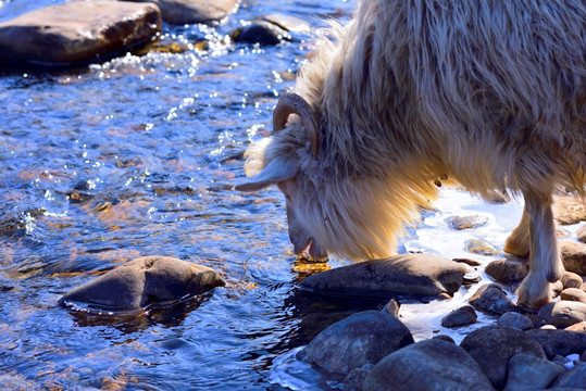 山羊河边喝水