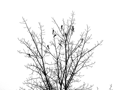 树枝上的鸟