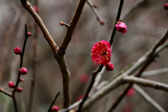 梅花