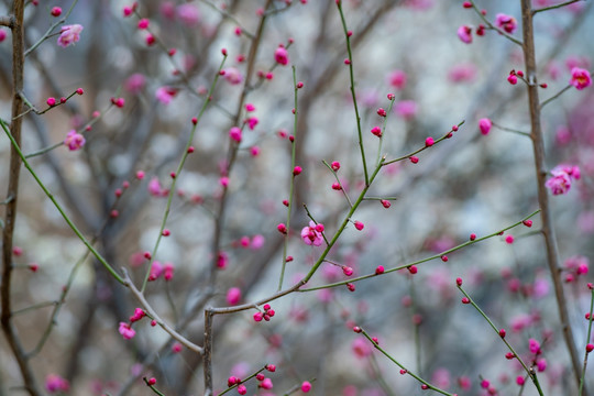 梅花