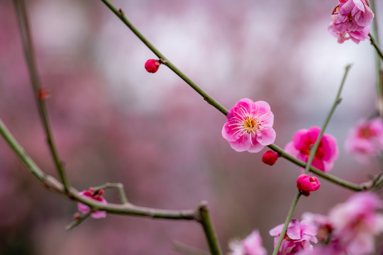 梅花