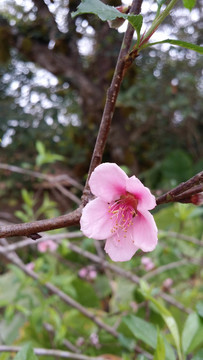 桃花