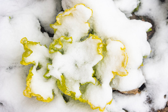 雪地黄叶菜