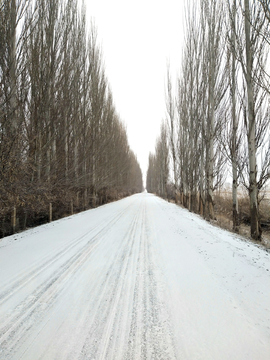 雪后林荫道