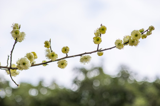 梅花