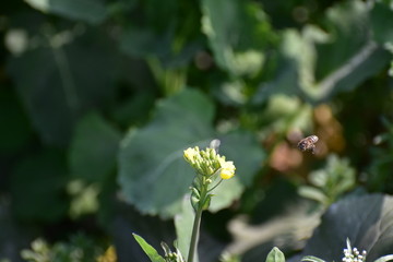 油菜花