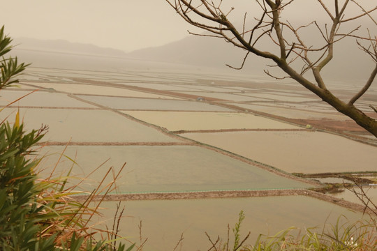 霞浦沙塘里