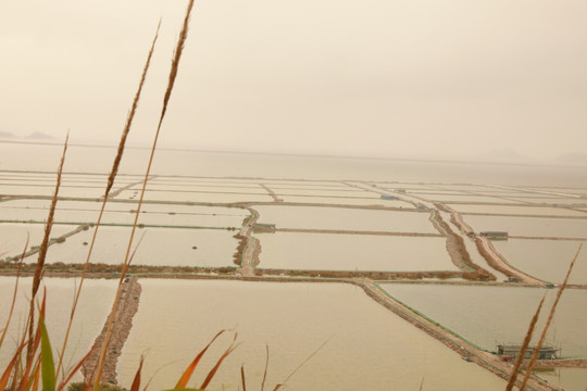 霞浦沙塘里