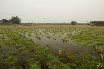 田园风光