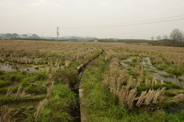 田野