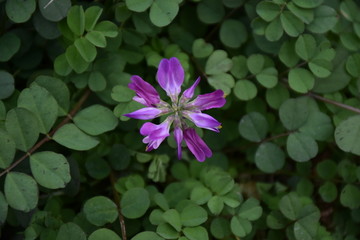 漂亮的花朵