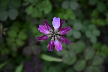 漂亮的花朵