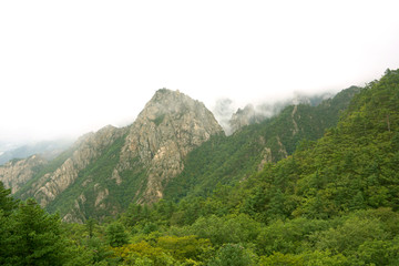 韩国雪岳山植被和云雾