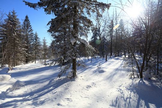 雪乡冰雪画廊