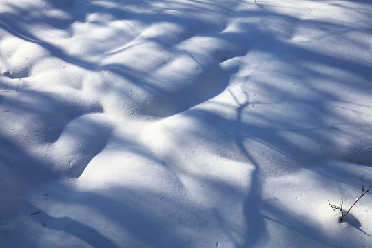 雪地雪蘑菇