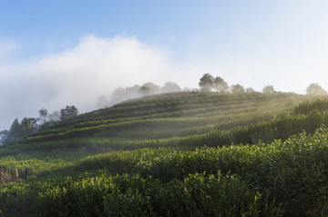 茶山