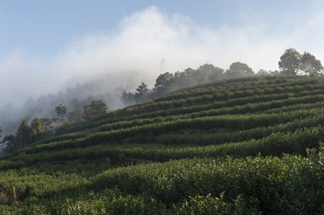 茶山