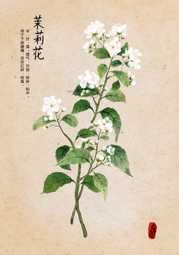 茉莉花