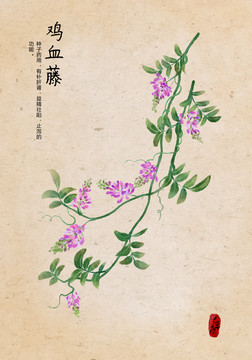 雞血藤