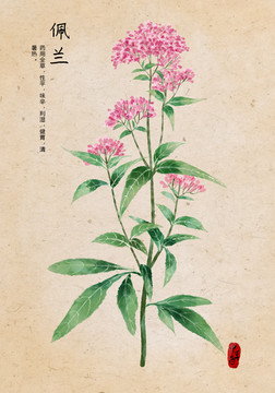 佩蘭