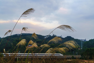 芦苇高铁动车和谐号铁路