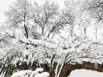 雪树银花