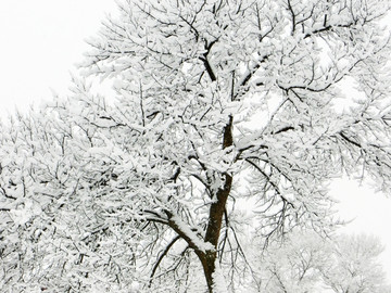 雪树银花