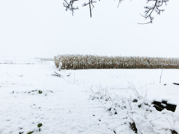 雪中田野